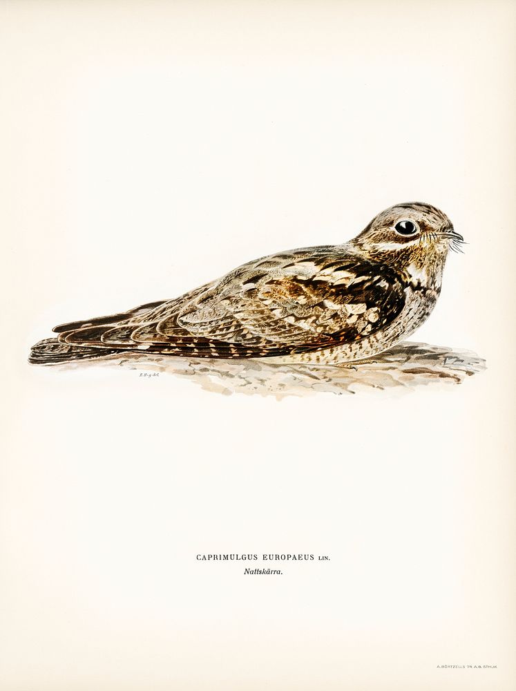 European nightjar (CAPRIMULGUS EUROPAEUS) illustrated by the von Wright brothers. Digitally enhanced from our own 1929 folio…