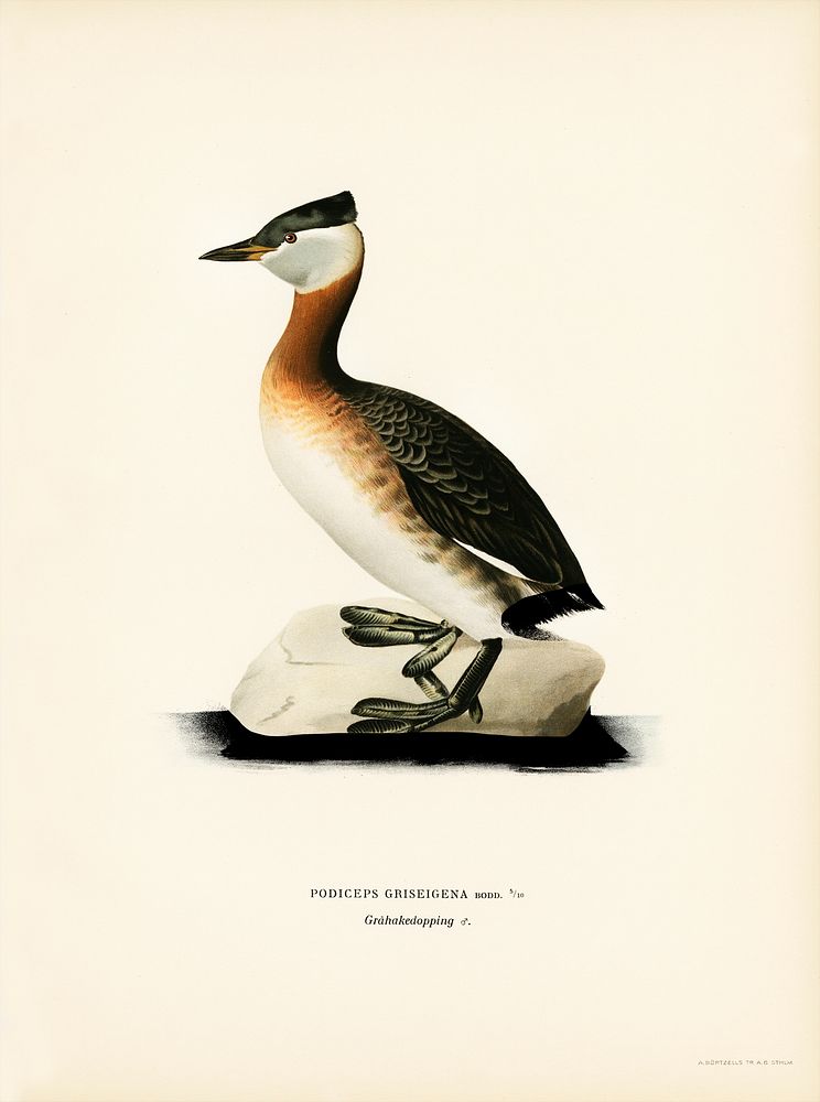 Red-necked grebe male (Odiceps grisegena) illustrated by the von Wright brothers. Digitally enhanced from our own 1929 folio…