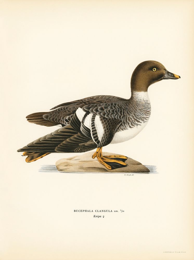 Goldeneye female (Bucephala clangula) illustrated by the von Wright brothers. Digitally enhanced from our own 1929 folio…