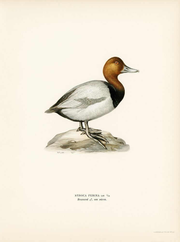 Common Pochard male ♂ (Nyroca ferina) illustrated by the von Wright brothers. Digitally enhanced from our own 1929 folio…