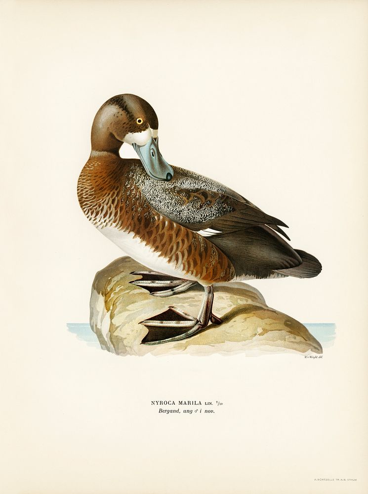 Greate Scaup, Scaup male ♂ (Nyroca marila) illustrated by the von Wright brothers. Digitally enhanced from our own 1929…