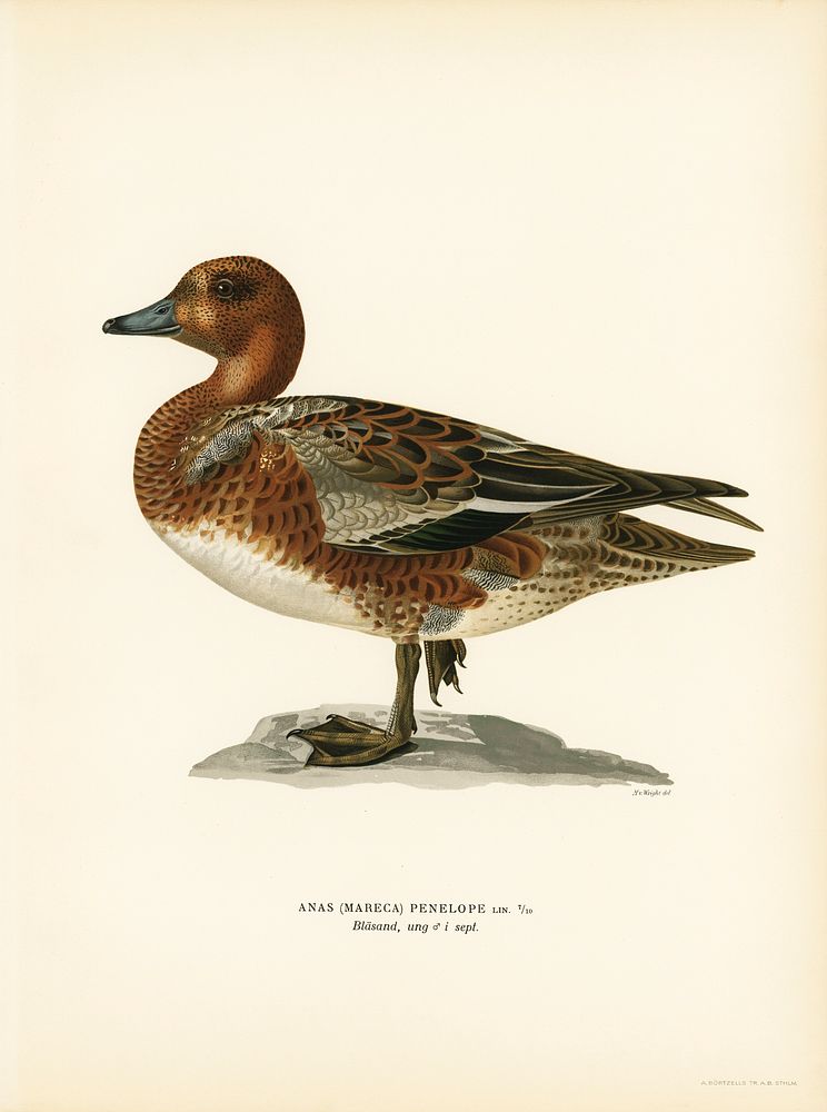 Eurasian wigeon male (Anas (Mereca) penelope) illustrated by the von Wright brothers. Digitally enhanced from our own 1929…