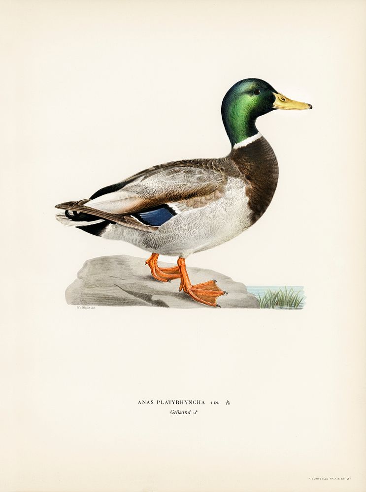 Mallard male (Anas platyrhynchos) illustrated by the von Wright brothers. Digitally enhanced from our own 1929 folio version…