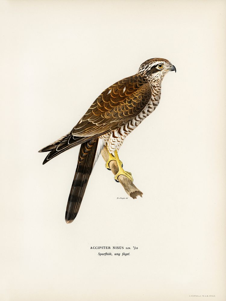 Eurasian Sparrowhawk (Accipiter nisus) illustrated by the von Wright brothers. Digitally enhanced from our own 1929 folio…