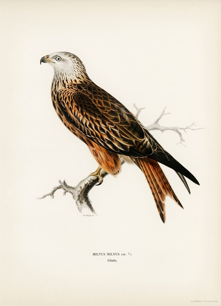 Red Kite (Milvus milvus) illustrated by the von Wright brothers. Digitally enhanced from our own 1929 folio version of…