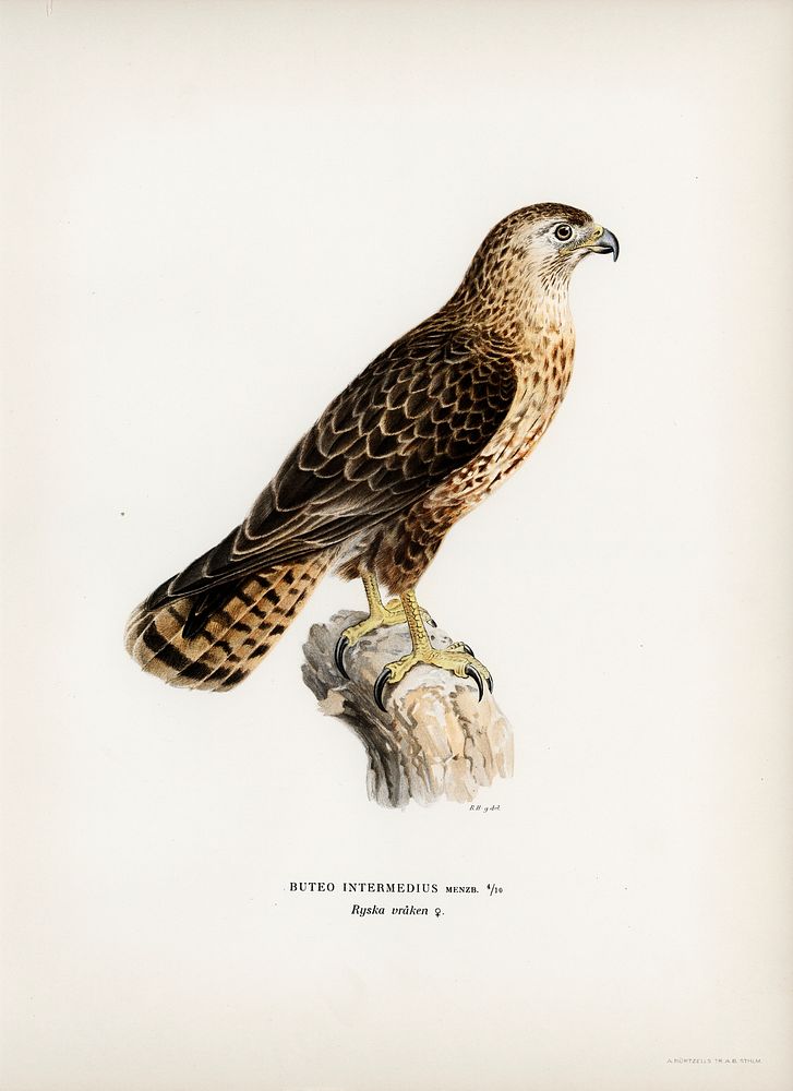 Common Buzzard (Buteo buteo intermedius) illustrated by the von Wright brothers. Digitally enhanced from our own 1929 folio…