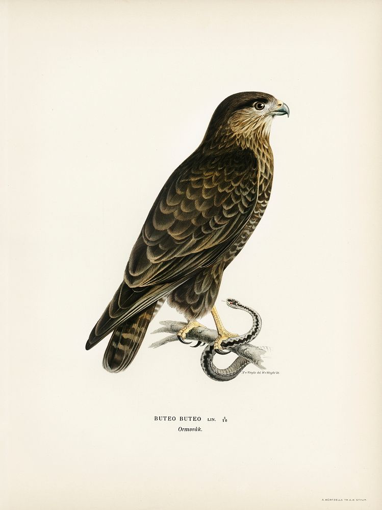 Common Buzzard (BUTEO BUTEO) illustrated by the von Wright brothers. Digitally enhanced from our own 1929 folio version of…