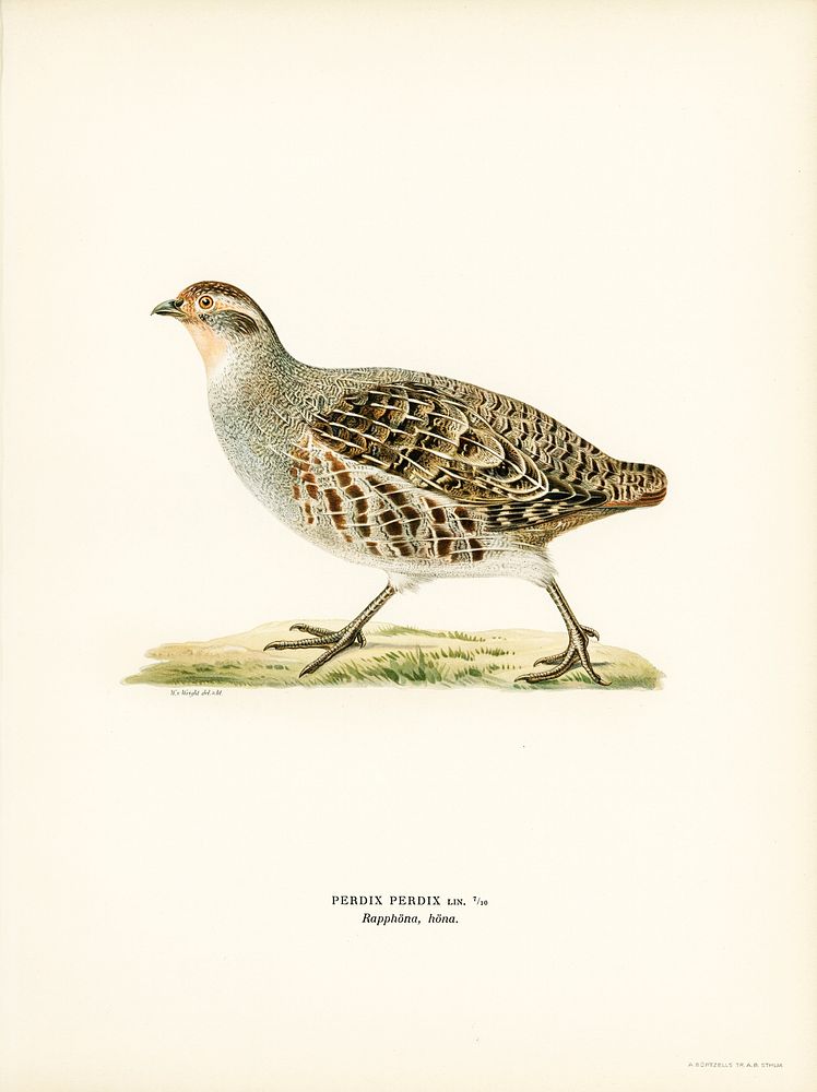 Grey partridge (PERDIX PERDIX) illustrated by the von Wright brothers. Digitally enhanced from our own 1929 folio version of…