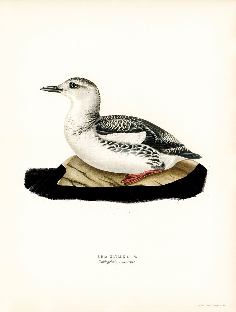 Black guillemot (URIA GRYLLE) illustrated by the von Wright brothers. Digitally enhanced from our own 1929 folio version of…