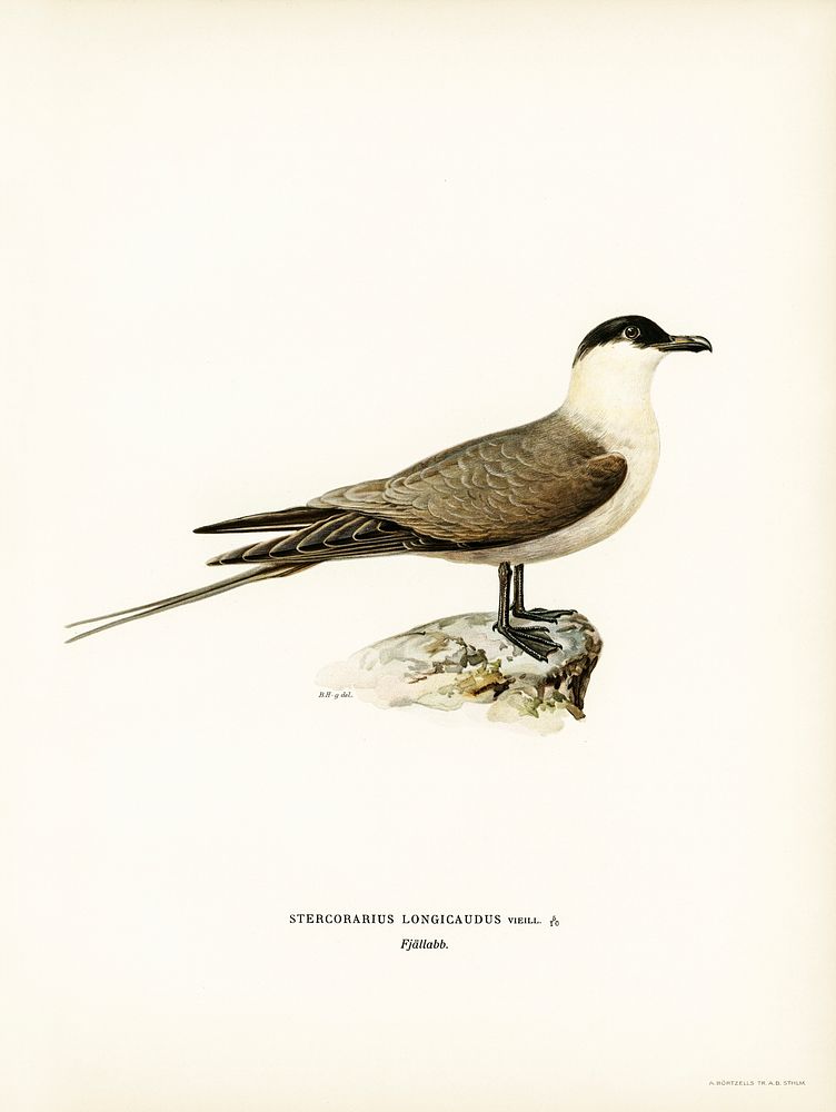 Long-tailed jaeger (Stercorarius longicaudus) illustrated by the von Wright brothers. Digitally enhanced from our own 1929…