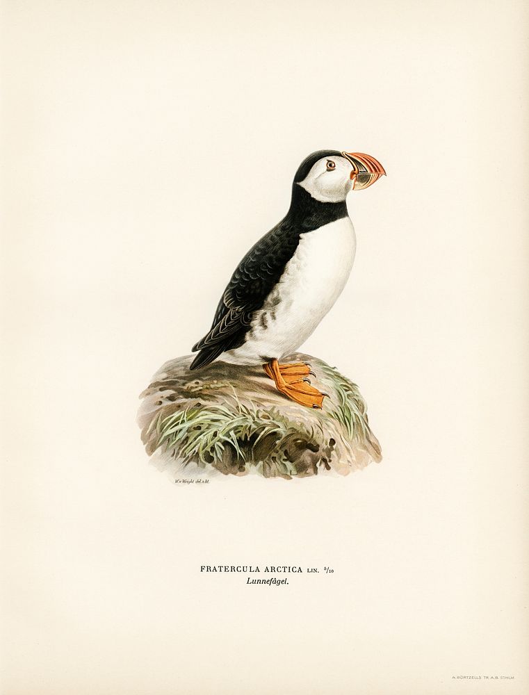Atlantic puffin (Fratercula arctica) illustrated by the von Wright brothers. Digitally enhanced from our own 1929 folio…