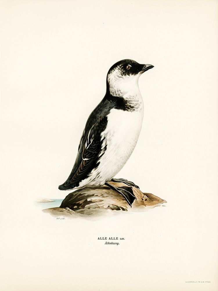 Little auk (Alle alle) illustrated by the von Wright brothers. Digitally enhanced from our own 1929 folio version of Svenska…
