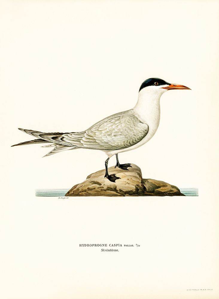 Caspian lern (HYDROPROGNE CASPIA) illustrated by the von Wright brothers. Digitally enhanced from our own 1929 folio version…