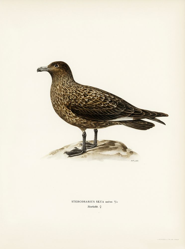 Great skua (Stercorarius skua) illustrated by the von Wright brothers. Digitally enhanced from our own 1929 folio version of…