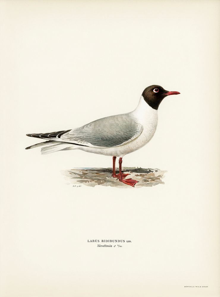 Black-headed gull ♂ (Larus ridibundus) illustrated by the von Wright brothers. Digitally enhanced from our own 1929 folio…