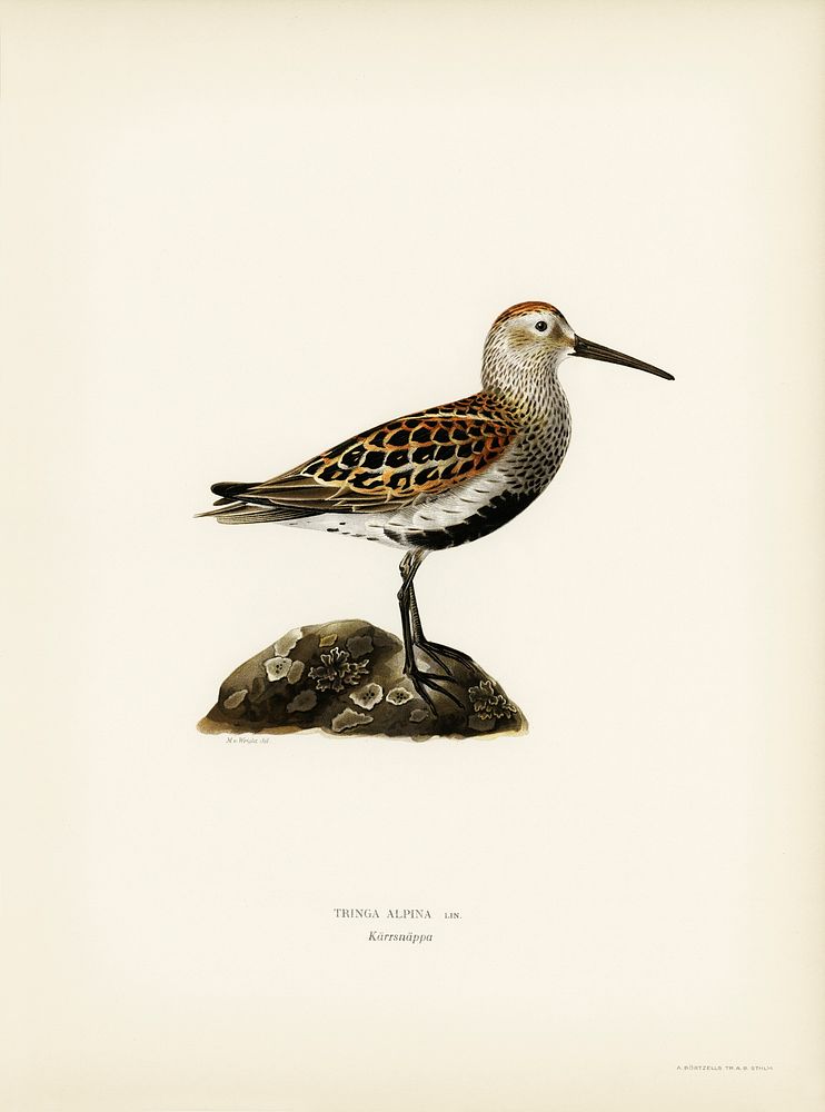 Tringa Alpina (Dunlin) illustrated by the von Wright brothers. Digitally enhanced from our own 1929 folio version of Svenska…