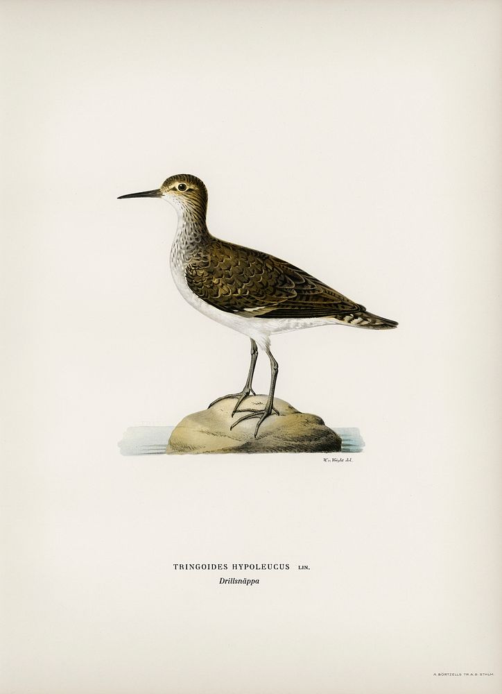 Sandpiper (Tringoides hypoleucus) illustrated by the von Wright brothers. Digitally enhanced from our own 1929 folio version…