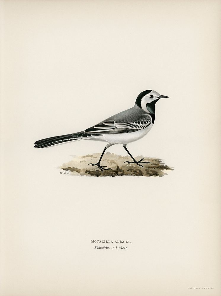 Pied Wagtai Male ♂ (MOTACILLA ALBA) illustrated by the von Wright brothers. Digitally enhanced from our own 1929 folio…
