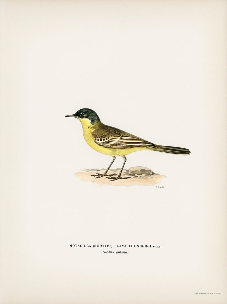 Grey-headed Wagtail (MOTACILLA (BUDYTES) FLAVA THUNBERGI) illustrated by the von Wright brothers. Digitally enhanced from…