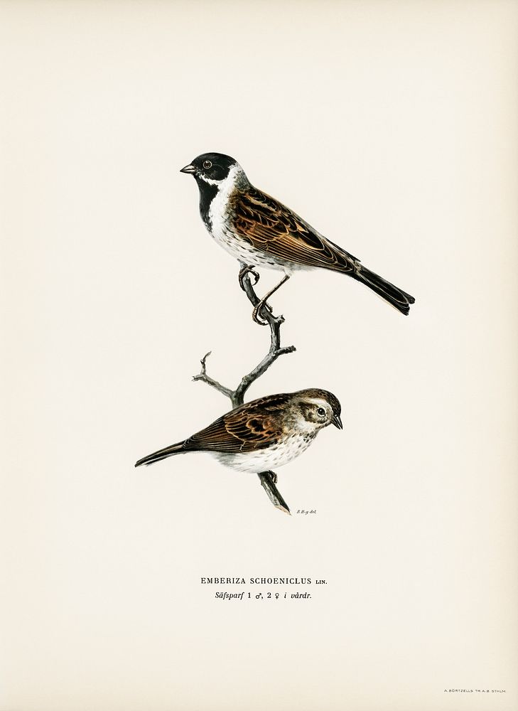 Reed bunting ♀ ♂ (EMBERIZA SCHOENICLUS) illustrated by the von Wright brothers. Digitally enhanced from our own 1929 folio…