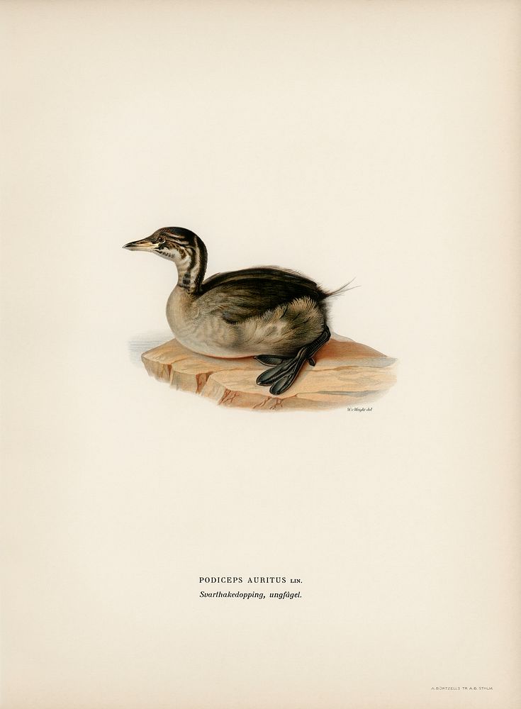 Young horned grebe (PODICEPS AURITUS) illustrated by the von Wright brothers. Digitally enhanced from our own 1929 folio…