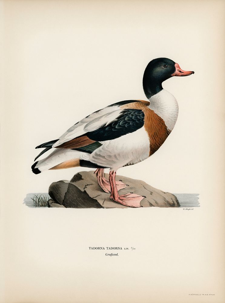 Shelduck (TADORNA TADORNA) illustrated by the von Wright brothers. Digitally enhanced from our own 1929 folio version of…