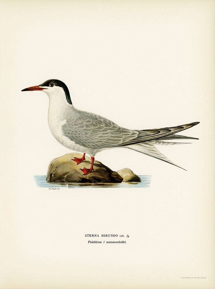 Common tern (STERNA HIRUNDO) illustrated by the von Wright brothers. Digitally enhanced from our own 1929 folio version of…