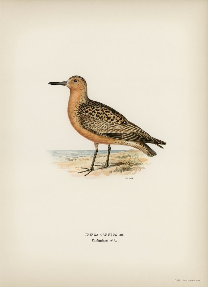 Red Knot ♂ (Tringa Canutus) illustrated by the von Wright brothers. Digitally enhanced from our own 1929 folio version of…