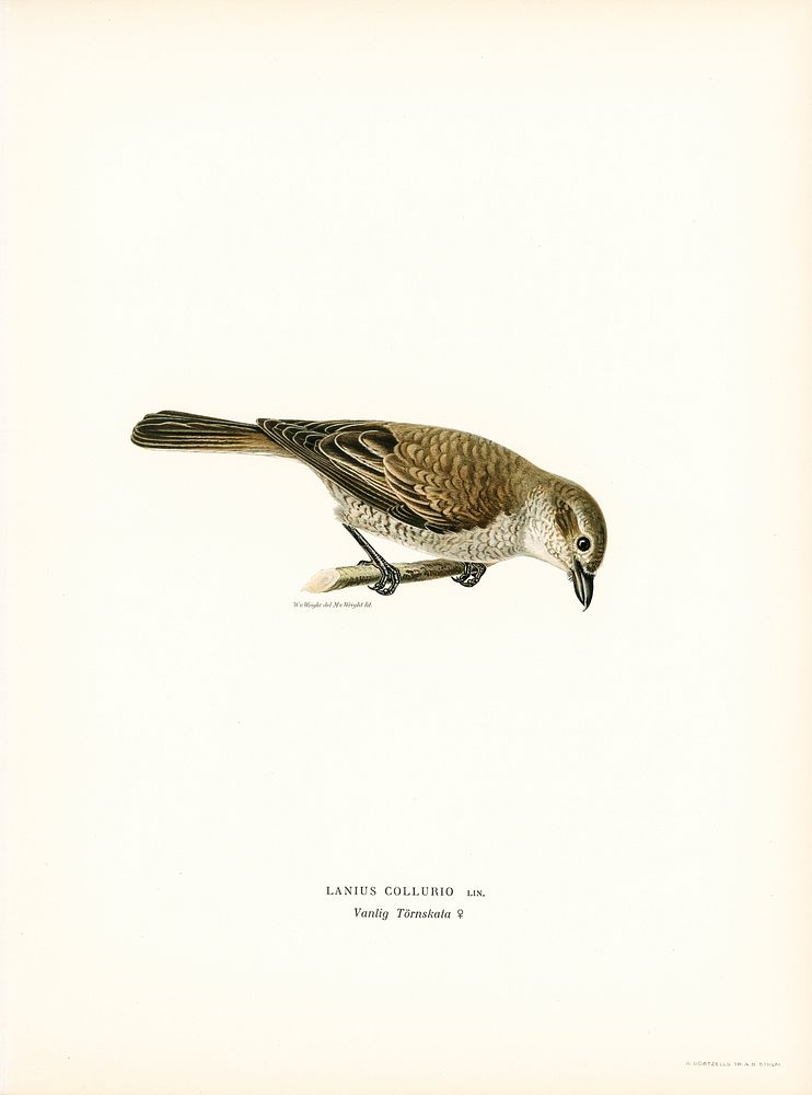 Red-backed Shrike female (Lanius collurio) illustrated by the von Wright brothers. Digitally enhanced from our own 1929…