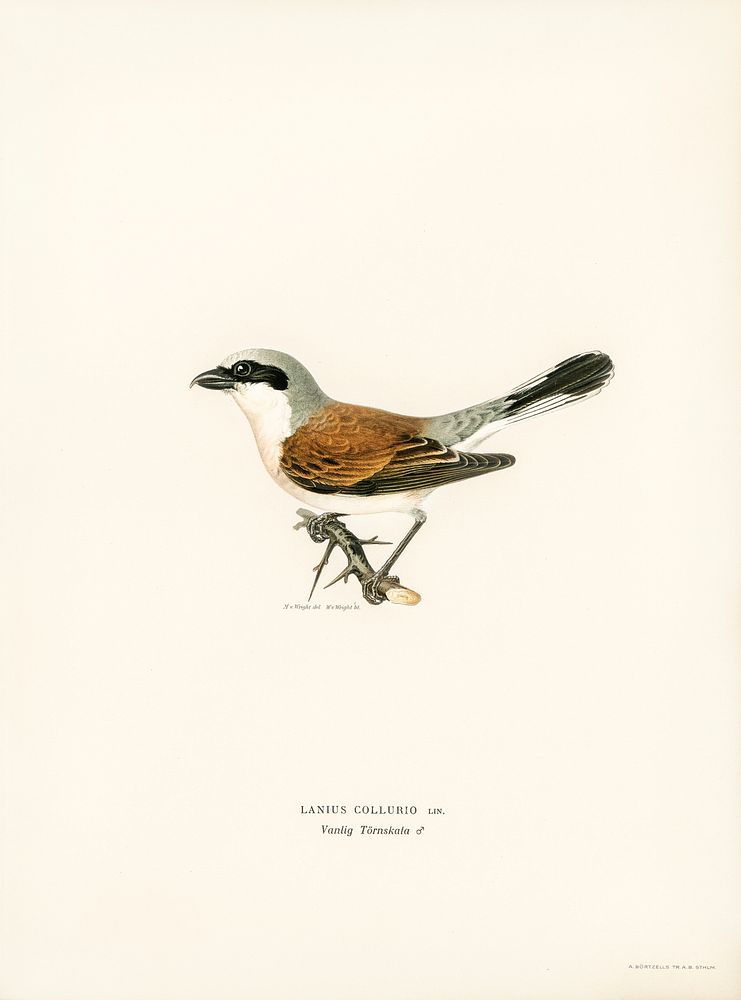 Red-backed Shrike male (Lanius collurio) illustrated by the von Wright brothers. Digitally enhanced from our own 1929 folio…