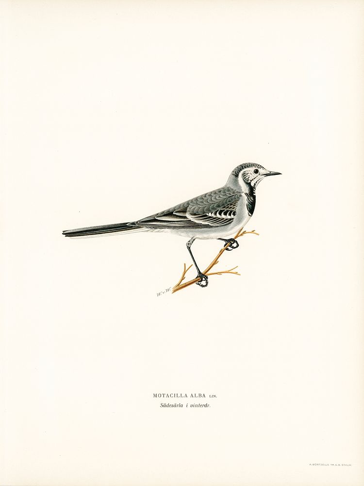 Pied Wagtail (Motacilla alba) illustrated | Free Photo Illustration ...