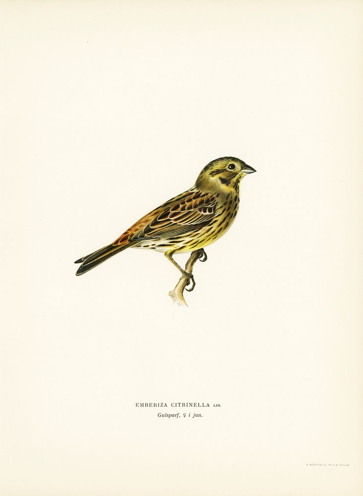 Yellowhammer female (Emberiza citrinella) illustrated by the von Wright brothers. Digitally enhanced from our own 1929 folio…
