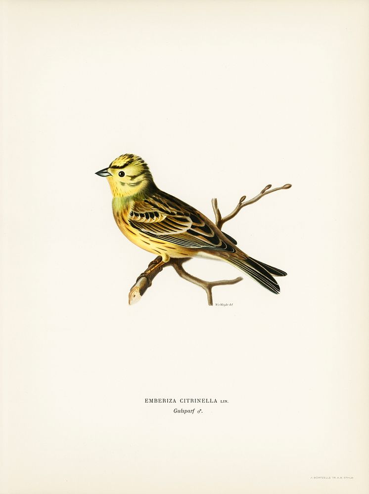 Yellowhammer male (Emberiza citrinella) illustrated by the von Wright brothers. Digitally enhanced from our own 1929 folio…