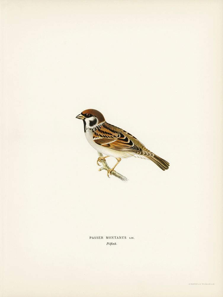 Eurasian Tree Sparrow, Tree Sparrow (Passer montanus) illustrated by the von Wright brothers. Digitally enhanced from our…