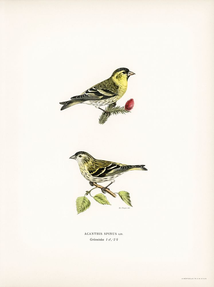 Siskin ( Spinus spinus) 1♂ 2♀ illustrated by the von Wright brothers. Digitally enhanced from our own 1929 folio version of…
