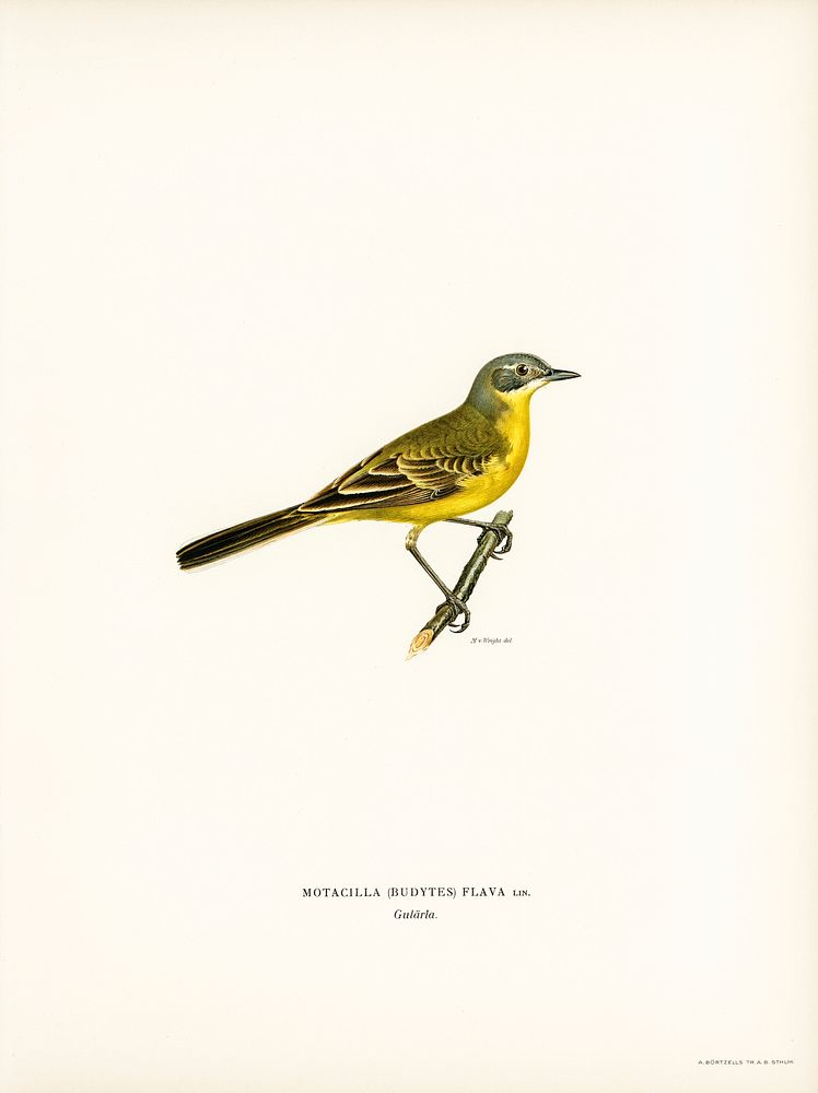 Western yellow wagtail (Motacilla [budytes] flava) illustrated by the von Wright brothers. Digitally enhanced from our own…