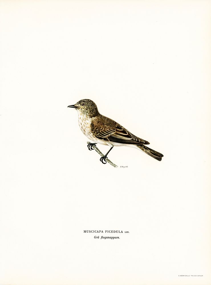 Spotted flycatcher (Muscicapa ficedula) illustrated by the von Wright brothers. Digitally enhanced from our own 1929 folio…