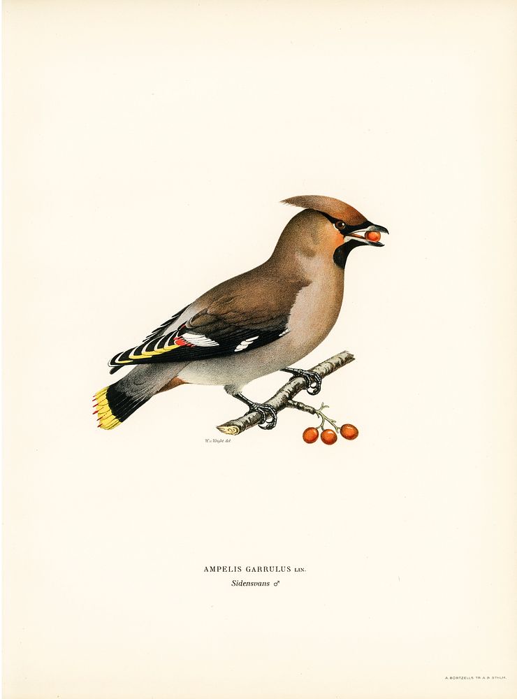 Bohemian Waxwing (Ampelis garrulus) illustrated by the von Wright brothers. Digitally enhanced from our own 1929 folio…