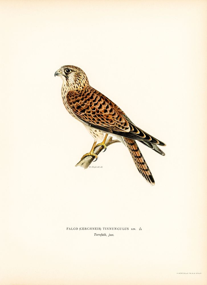 Common Kestrel (Falco tinnunculus) illustrated by the von Wright brothers. Digitally enhanced from our own 1929 folio…
