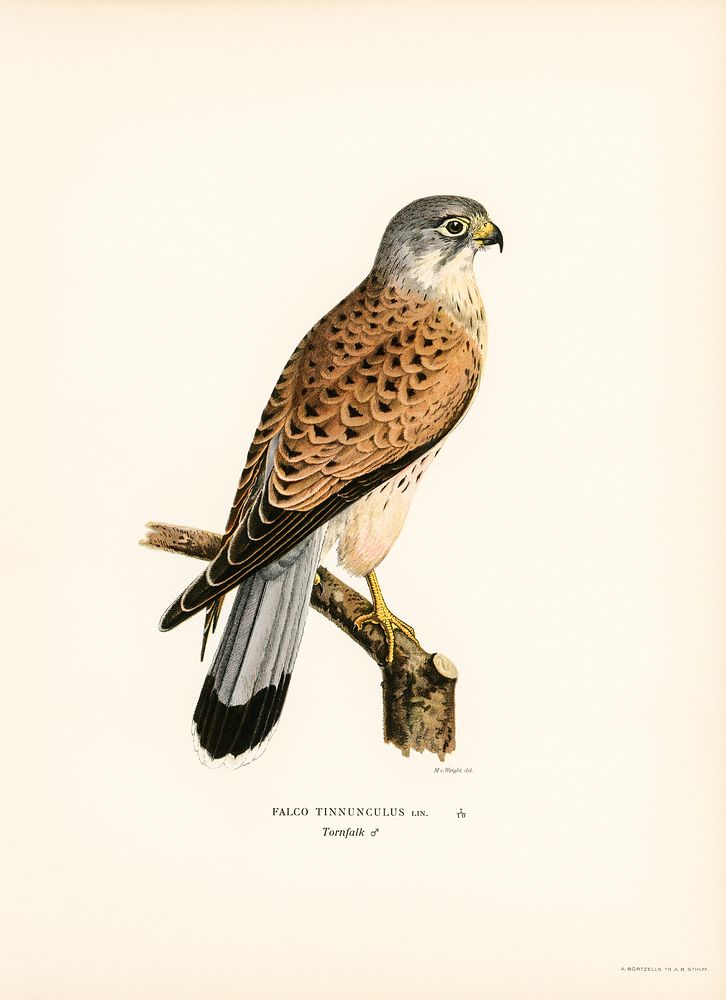 Common Kestrel male (Falco tinnunculus) illustrated by the von Wright brothers. Digitally enhanced from our own 1929 folio…