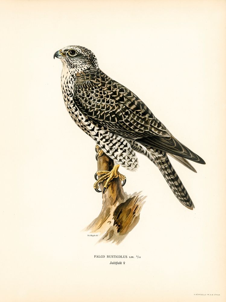 Gyrfalcon, Gyr Falcon male (Falco rusticolus) illustrated by the von Wright brothers. Digitally enhanced from our own 1929…