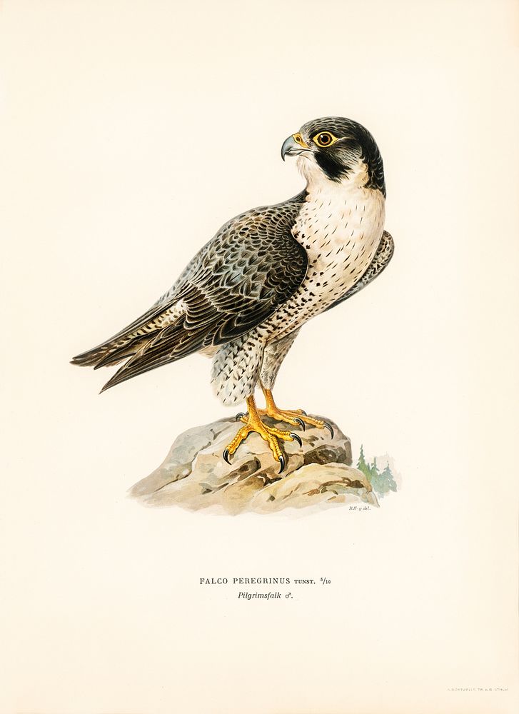 Peregrine Falcon (Falco peregrinus) illustrated by the von Wright brothers. Digitally enhanced from our own 1929 folio…