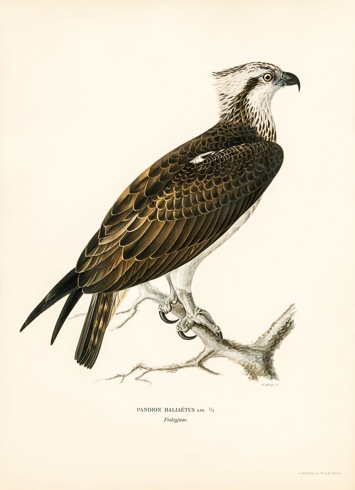 Osprey (Pandion haliaetus) illustrated by the von Wright brothers. Digitally enhanced from our own 1929 folio version of…