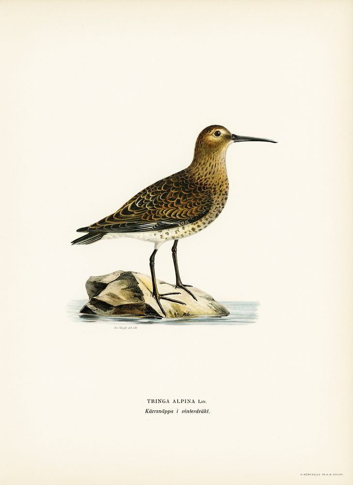 Dunlin (Tringa Alpina) illustrated by the von Wright brothers. Digitally enhanced from our own 1929 folio version of Svenska…
