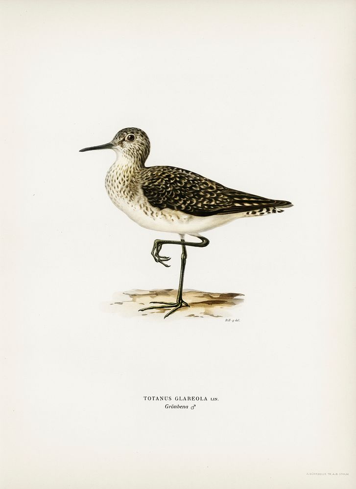 Wood Sandpiper (Totanus Glareola) illustrated by the von Wright brothers. Digitally enhanced from our own 1929 folio version…