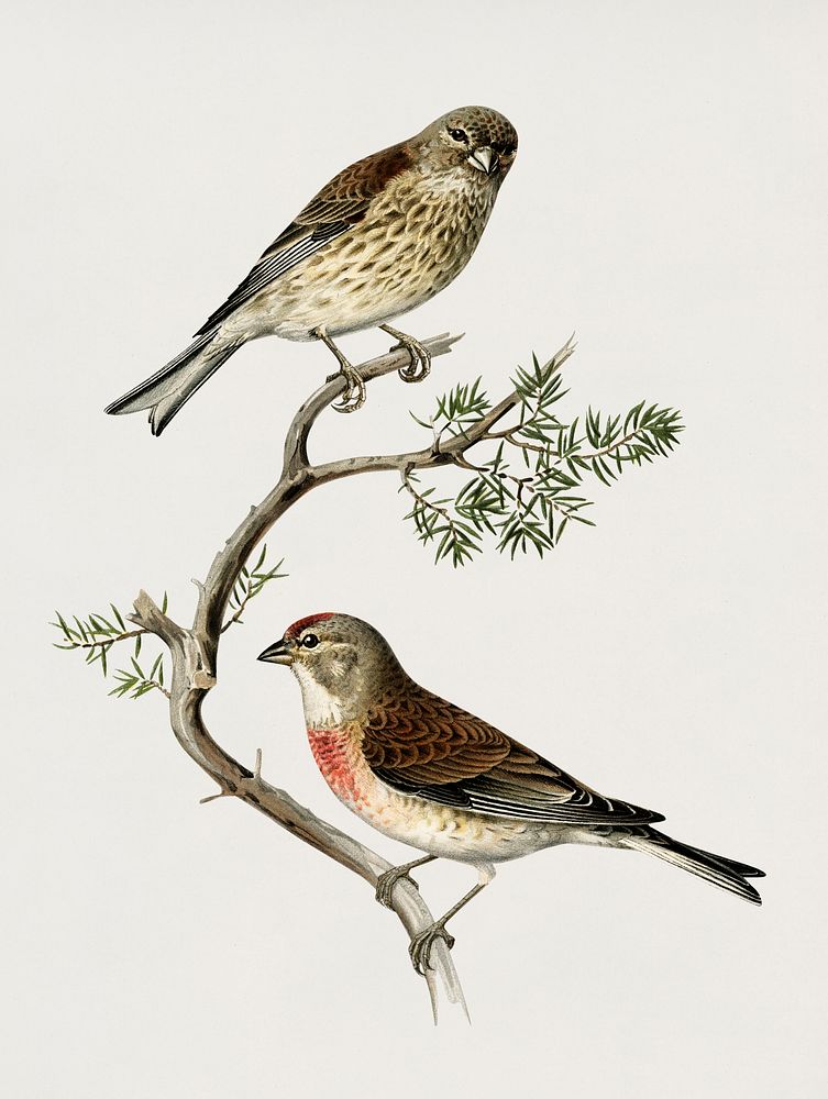 Common linnet (Acanthis cannabina) illustrated by the von Wright brothers. Digitally enhanced from our own 1929 folio…