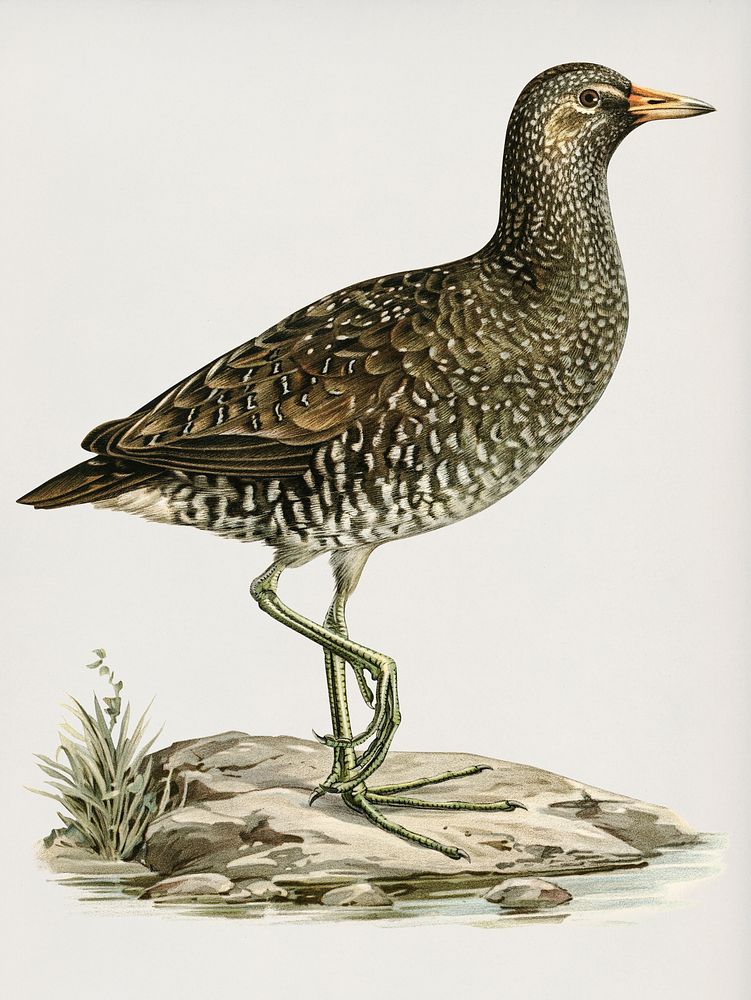 Water rail (Rallus Aquaticus) illustrated by the von Wright brothers. Digitally enhanced from our own 1929 folio version of…