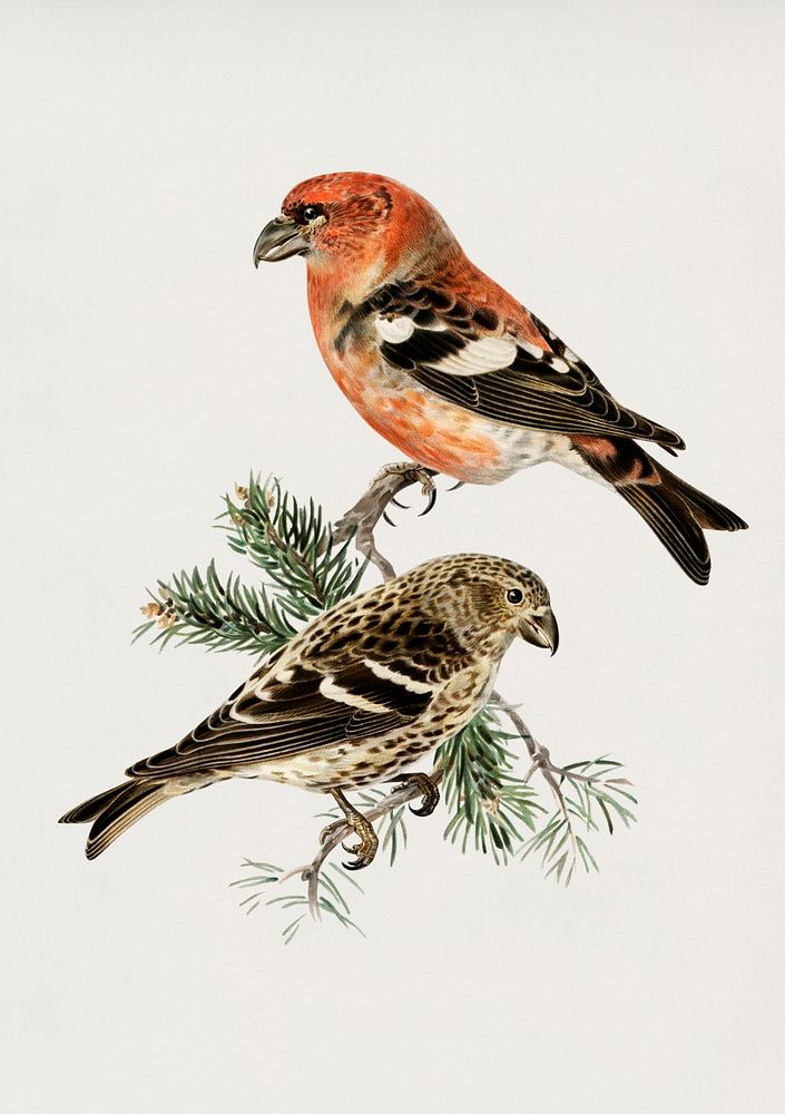 Two-barred crossbill (Loxia leucoptera bifasciata) illustrated by the von Wright brothers. Digitally enhanced from our own…