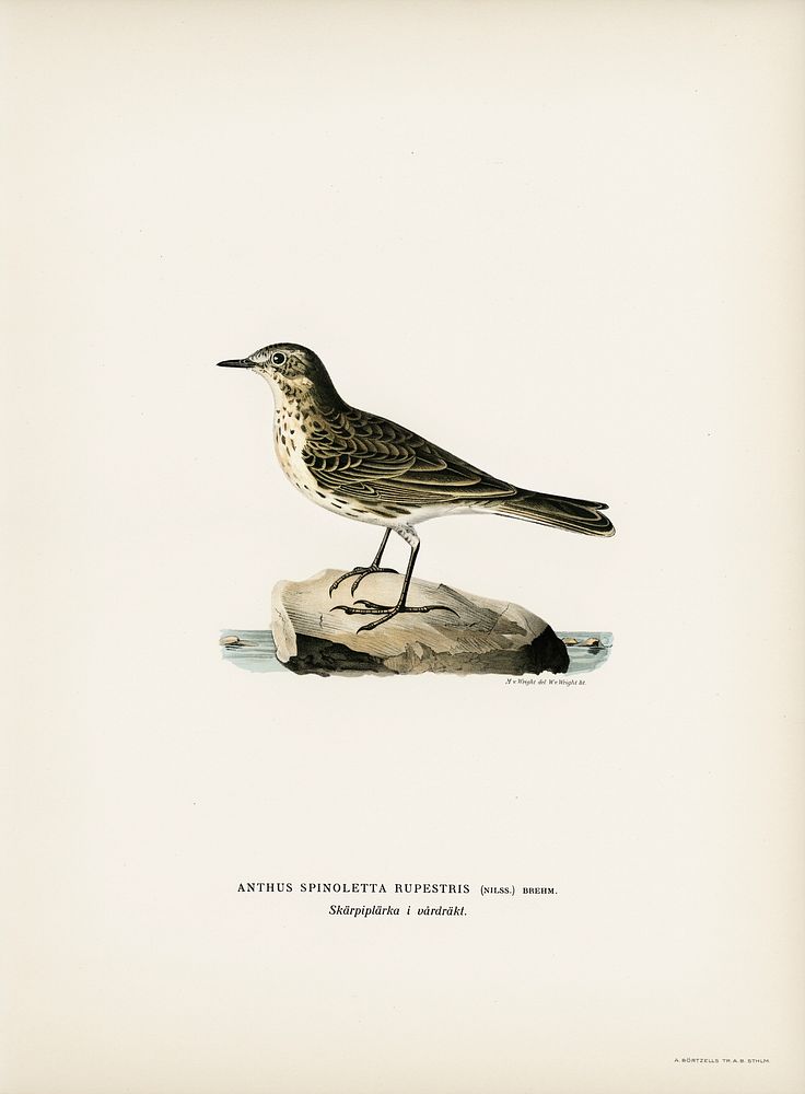 Water pipi (ANTHUS SPINOLETTA RUPESTRIS) illustrated by the von Wright brothers. Digitally enhanced from our own 1929 folio…