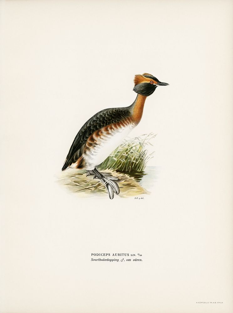 Horned grebe-in spring (Podiceps auritus) illustrated by the von Wright brothers. Digitally enhanced from our own 1929 folio…